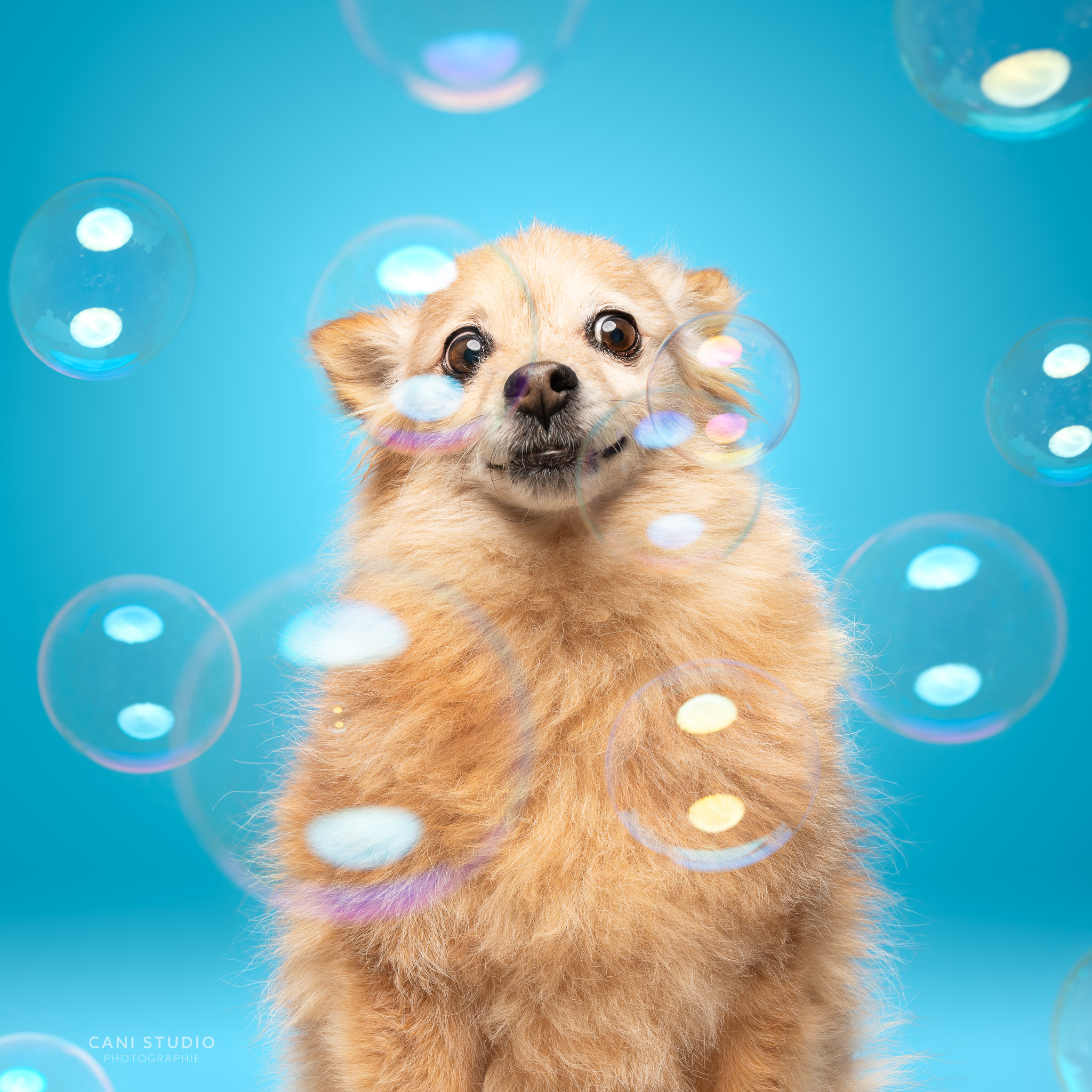 Photo de chien en studio avec bulles sur fond coloré - Spitz