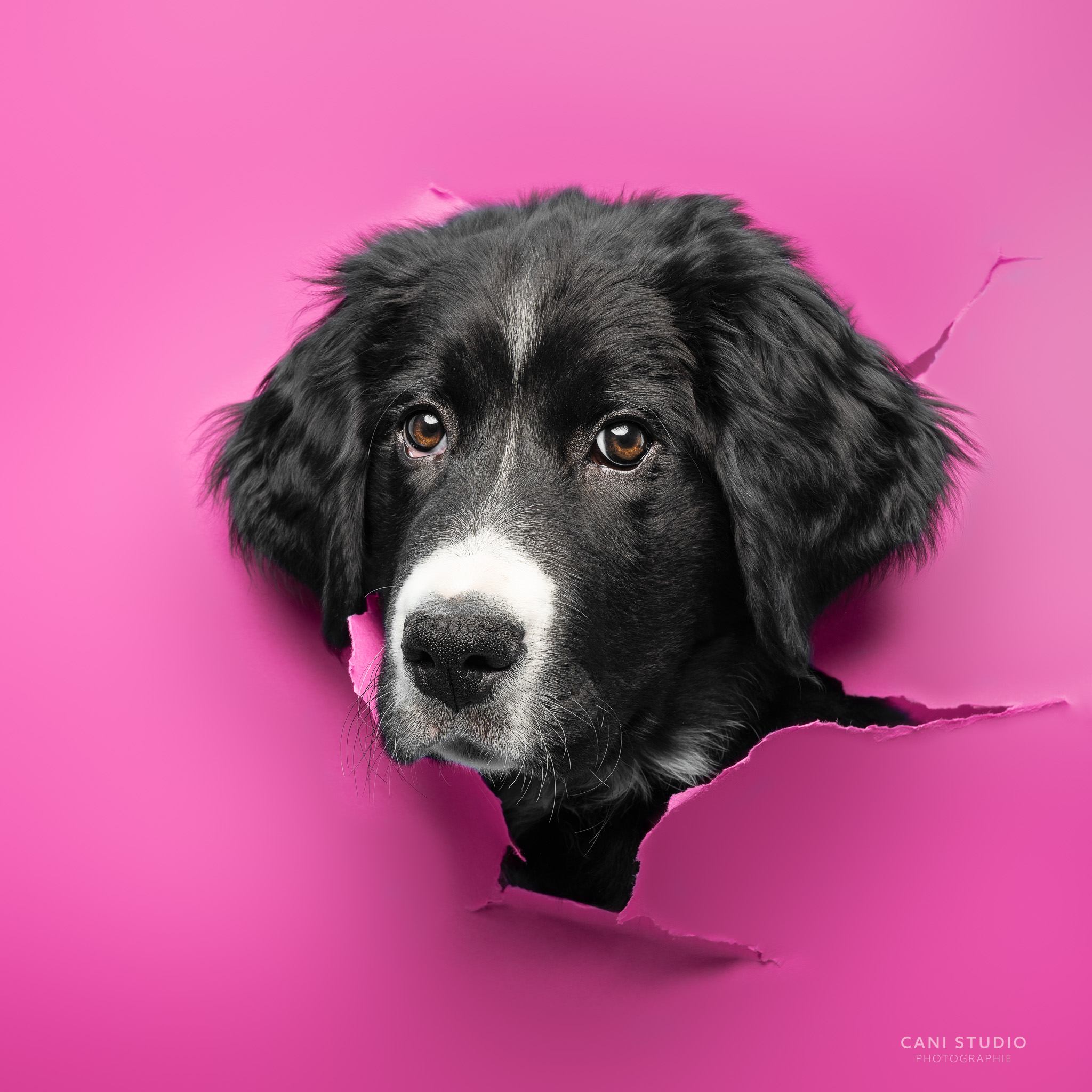 Photo de chien en studio sur fond coloré - Bouvier bernois