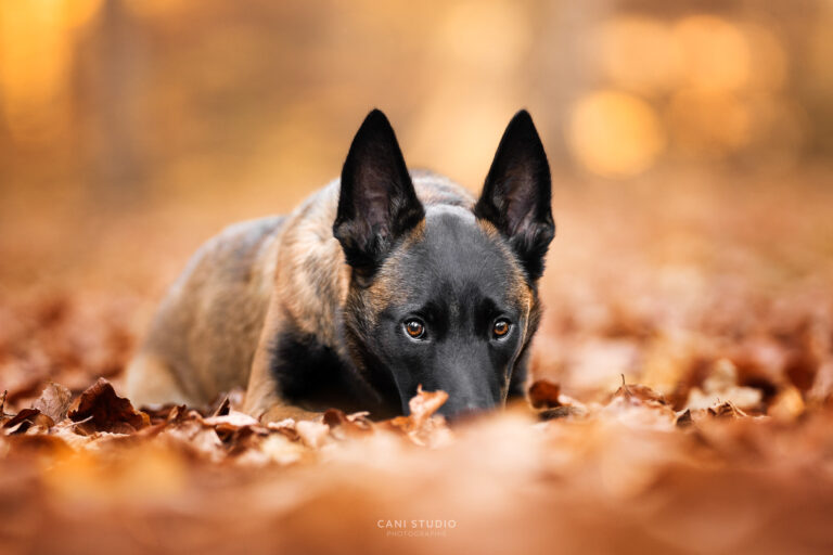 Photo de chien au domaine de Charance, Gap en automne - Malinois