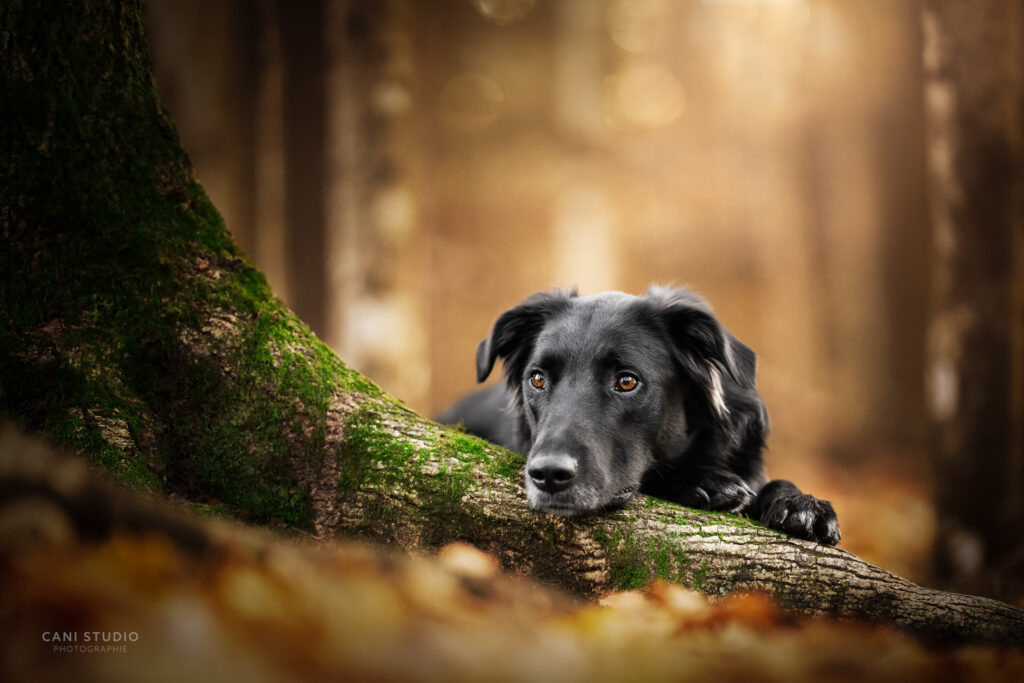Photo de chien en forêt, automne - Border collie croisé