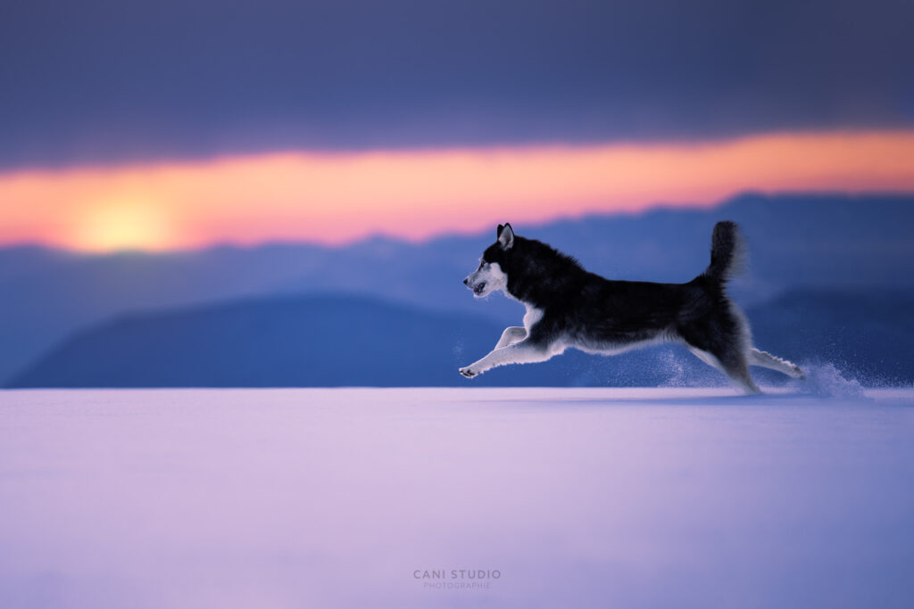 Photo de chien en action dans la neige - Husky croisé border collie