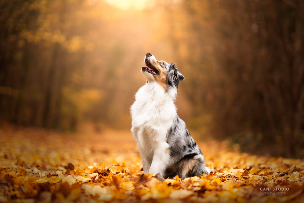 Photo de chien dans une allée en automne - Berger Australien