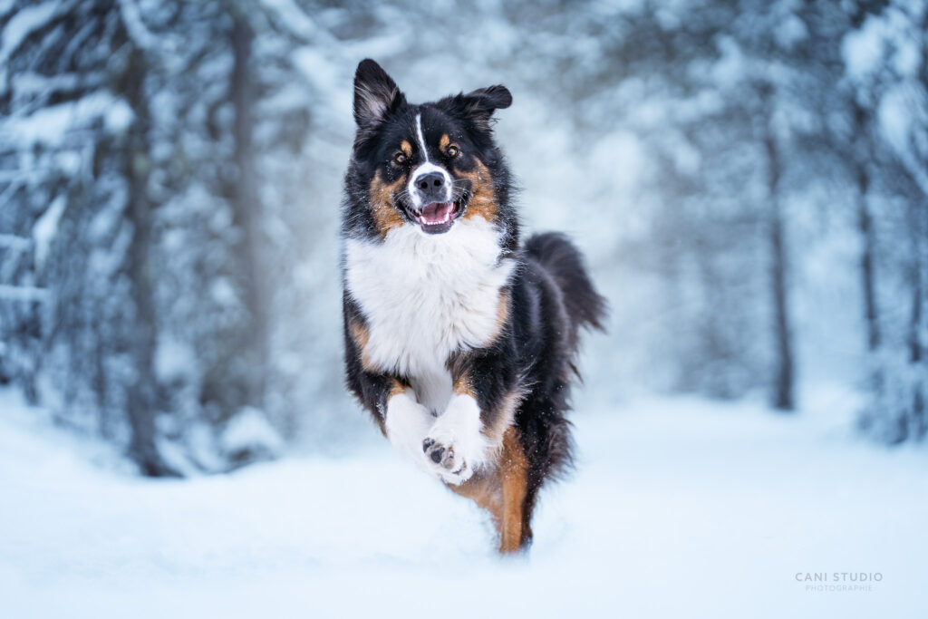 Photo de chien en action dans la neige - Berger Australien