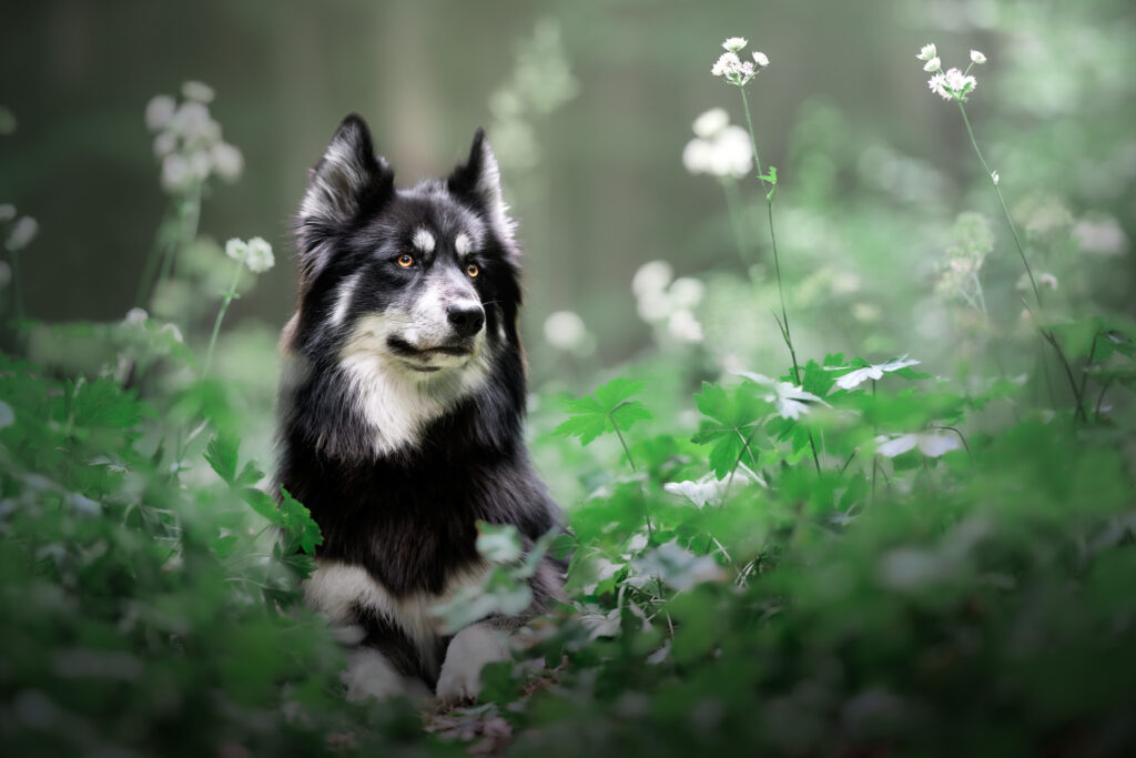 Photo de chien en forêt - Malamute croisé