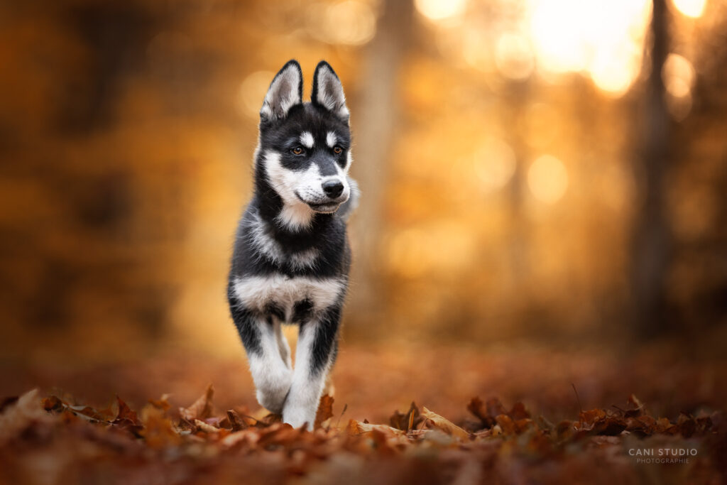 Photo de chien au domaine de Charance, Gap en automne - Husky croisé border collie - chiot Husky