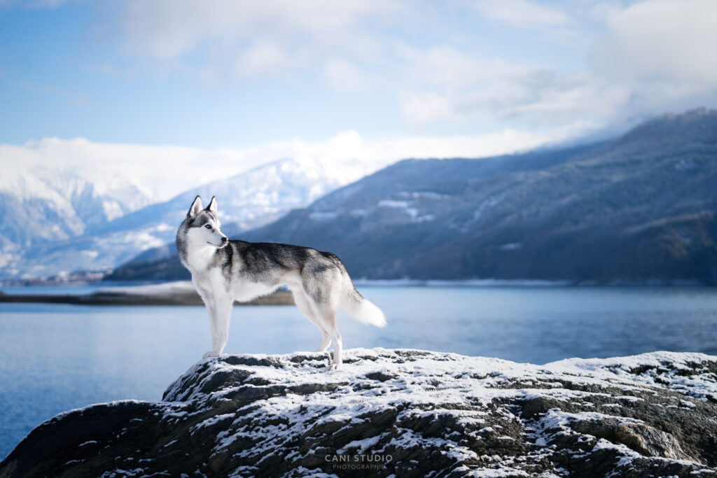 Photo de chien au bord du lac de Serre-ponçon avec de la neige - Husky croisé border collie