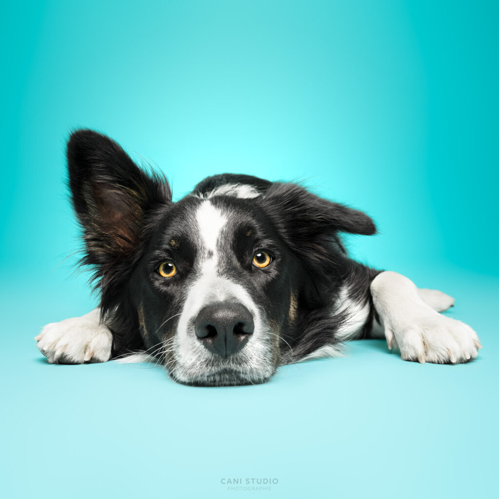 Photo de chien en studio sur fond coloré - Border Collie