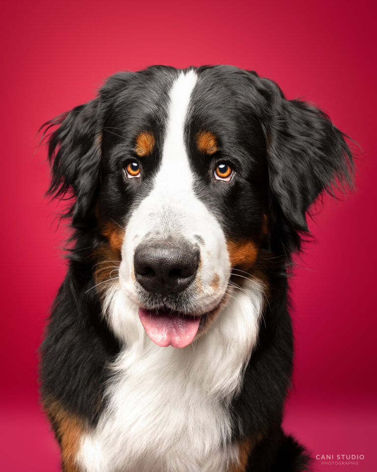 Photo de chien en studio sur fond coloré - Bouvier Bernois