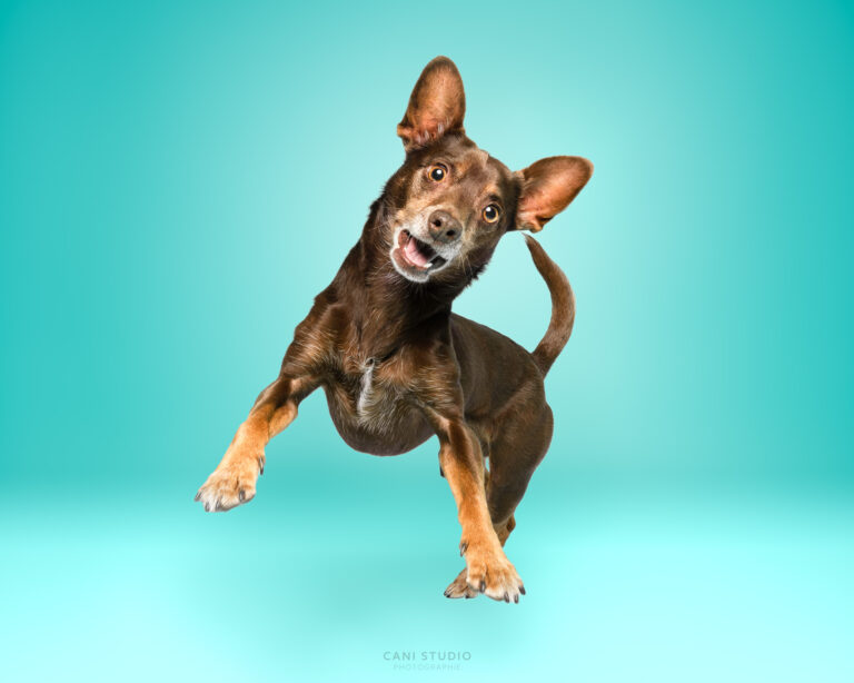 Photo de chien en studio sur fond coloré - Croisé Photo de chien en studio sur fond coloré - Croisé Pinscher