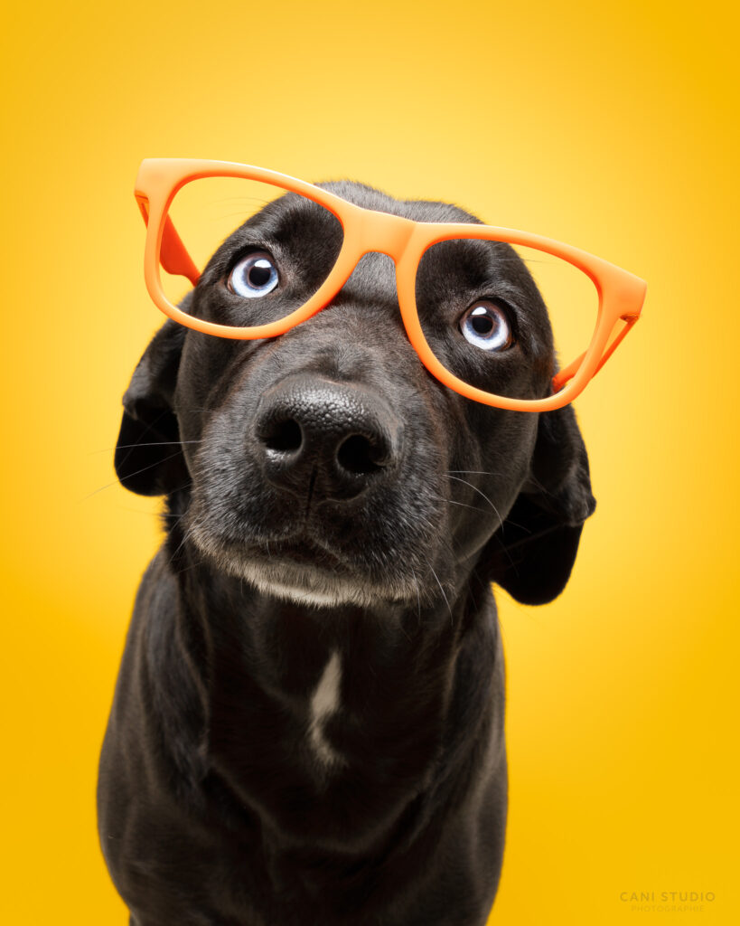 Photo de chien en studio sur fond coloré - Chien croisé