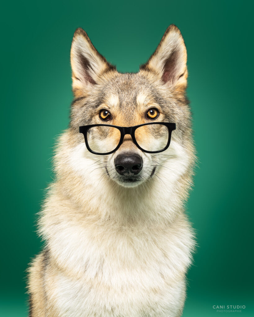 Photo de chien en studio sur fond coloré - Chien Loup Tchécoslovaque