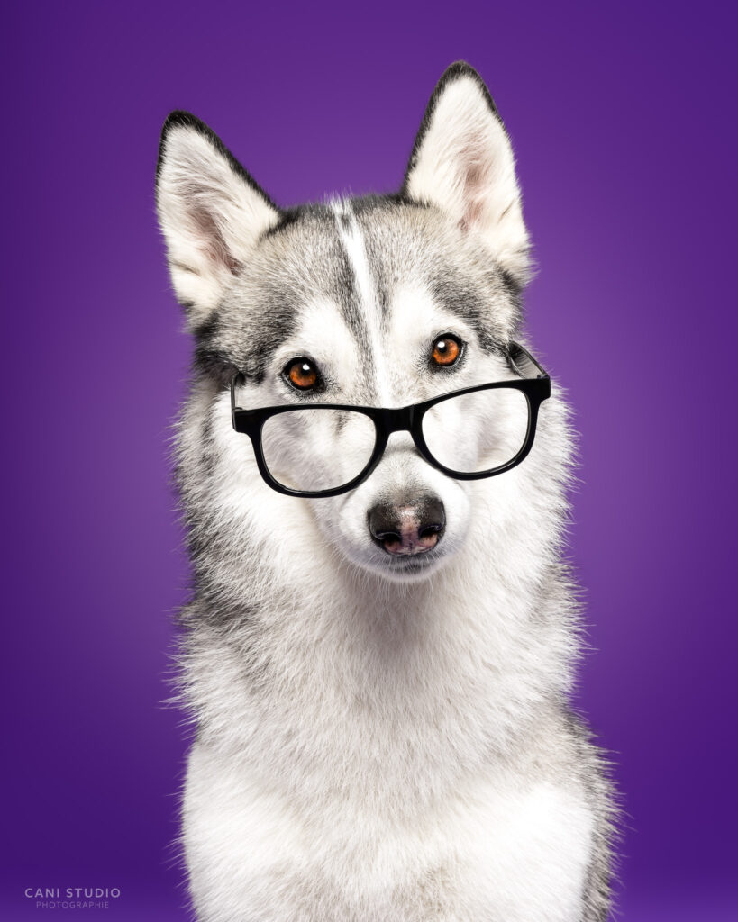 Photo de chien en studio sur fond coloré - Husky