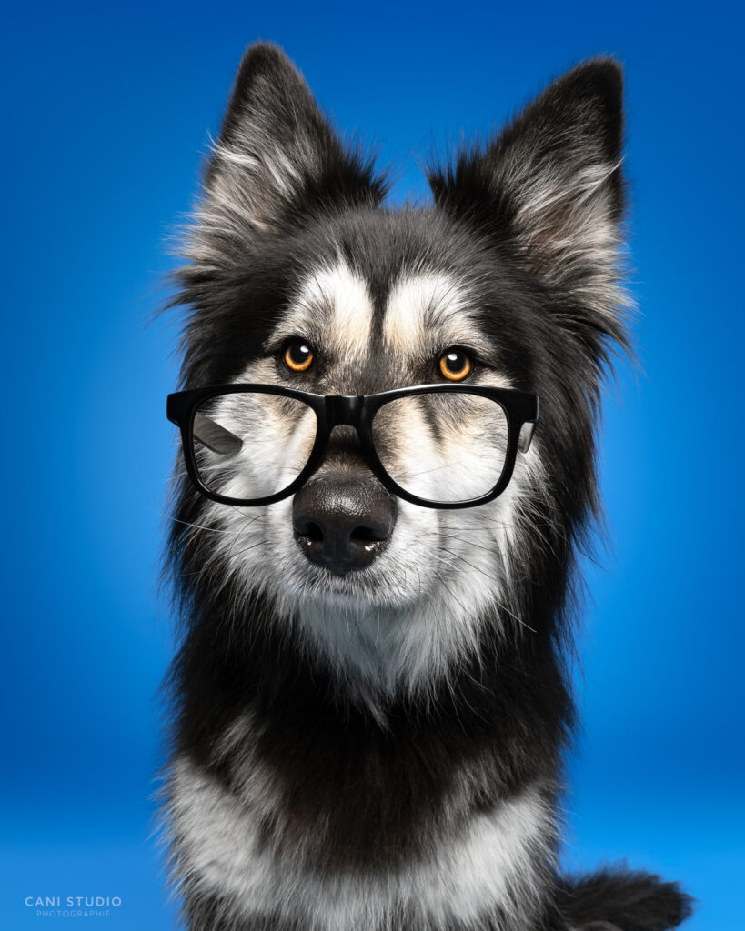 Photo de chien en studio sur fond coloré - Malamute