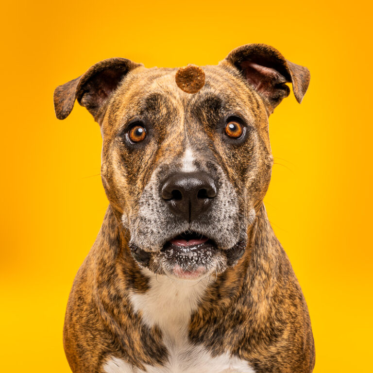 American Staff - Photo Chien Studio - Photographe : Cani Studio