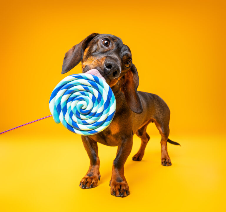 Photo chien studio - Teckel - photographe de chien