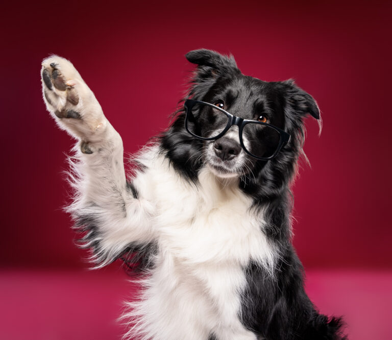 Photo chien studio - border collie - photographe de chien