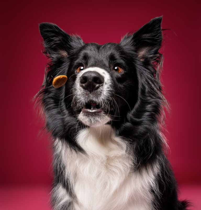 Photo chien studio - border collie - photographe de chien
