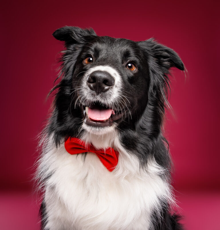 Photo chien studio - border collie - photographe de chien