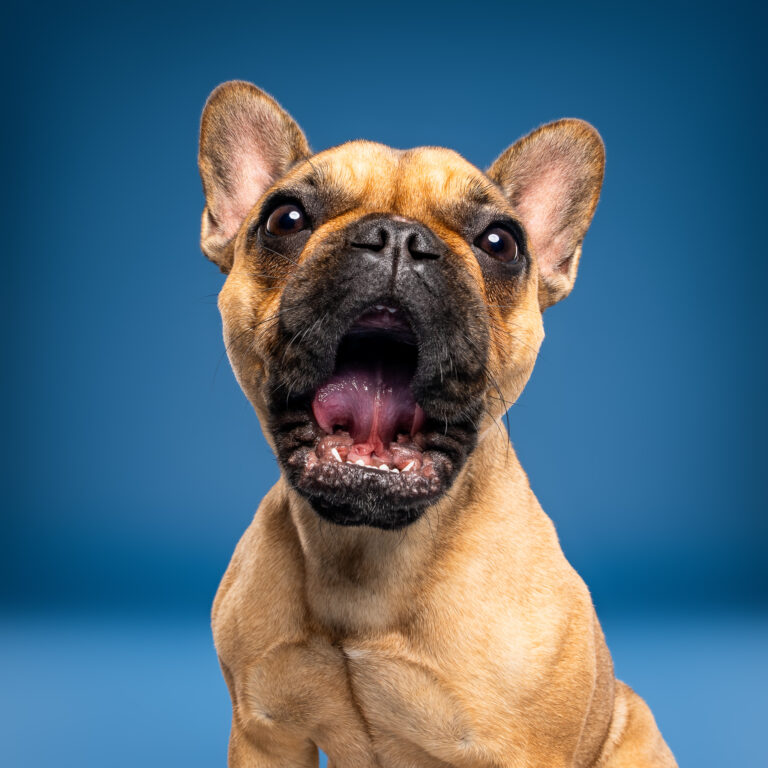 Photo chien studio - Bouledogue français - photographe de chien