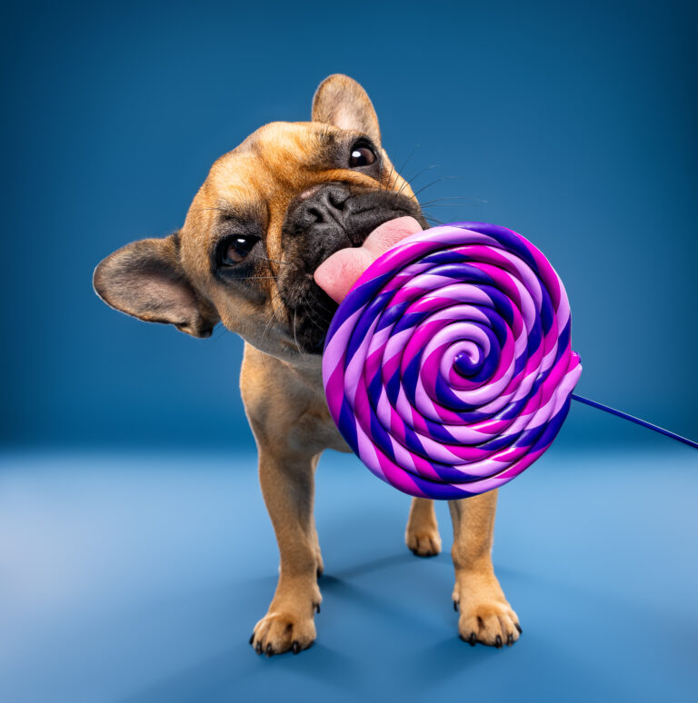 Photo chien studio - Bouledogue français - photographe de chien