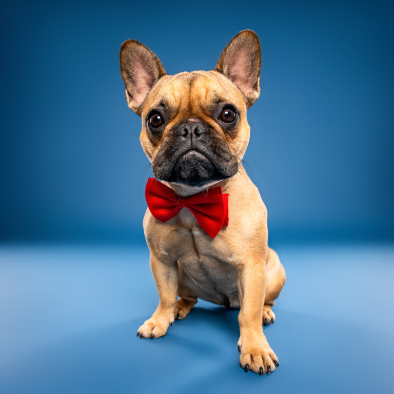 Photo chien studio - Bouledogue français - photographe de chien