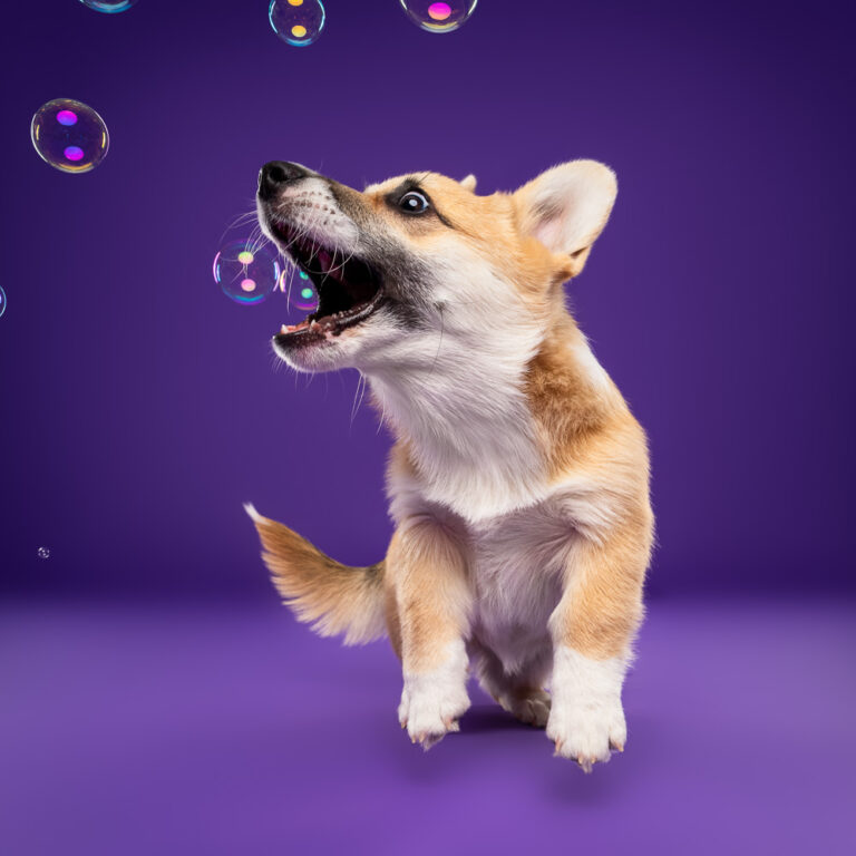 Chiot Corgi Pembroke - Photo Chien Studio - Photographe : Cani Studio