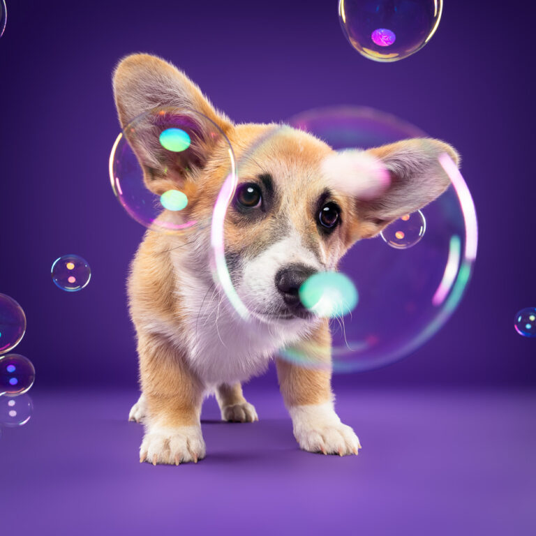 Chiot Corgi- Photo Chien Studio - Photographe : Cani Studio