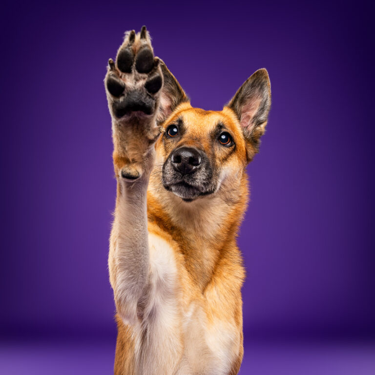 Chien Croisé Malinois - Photo Chien Studio - Photographe : Cani Studio