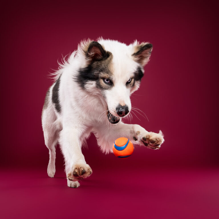 Laika de Yakoutie - Photo Chien Studio - Photographe : Cani Studio
