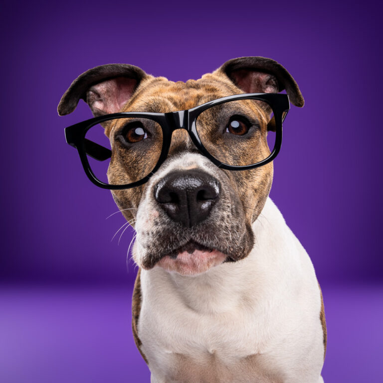 Staffie - Photo Chien Studio - Photographe : Cani Studio