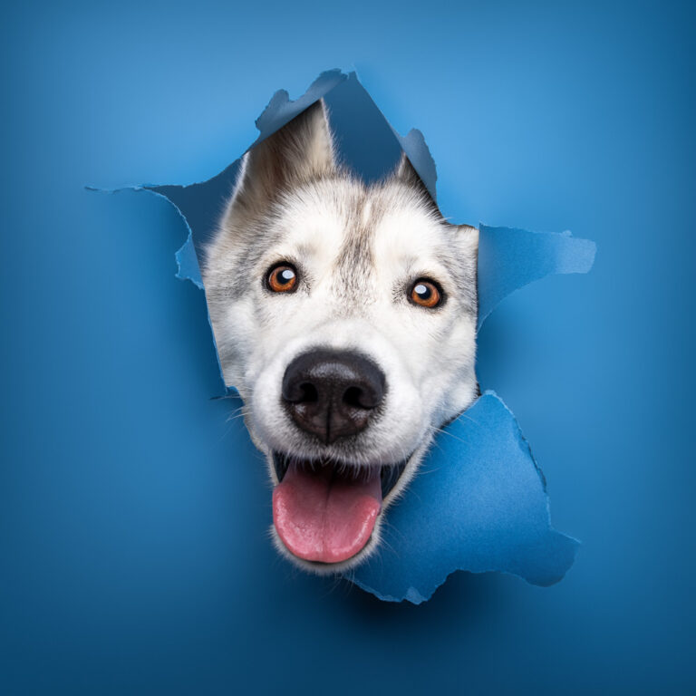 Husky - Photo Chien Studio - Photographe : Cani Studio