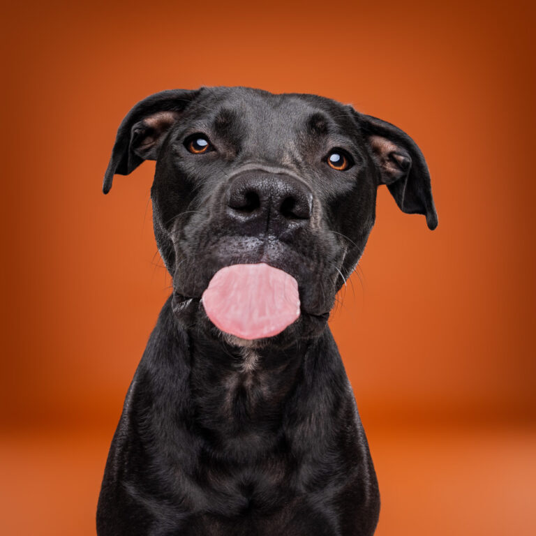Chien Croisé Staffie - Photo Chien Studio - Photographe : Cani Studio