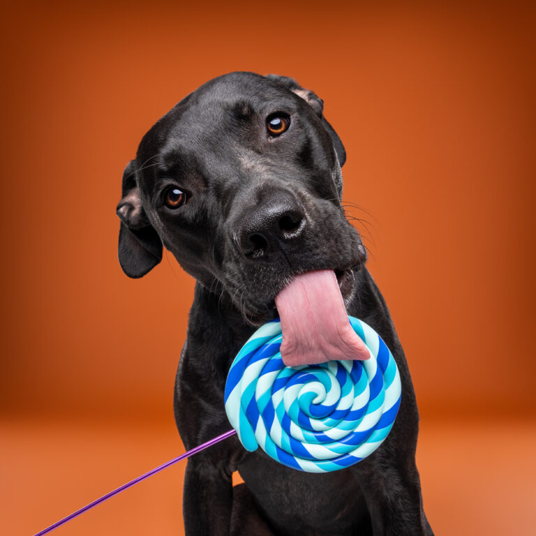 Chien Croisé Staff - Photo Chien Studio - Photographe : Cani Studio