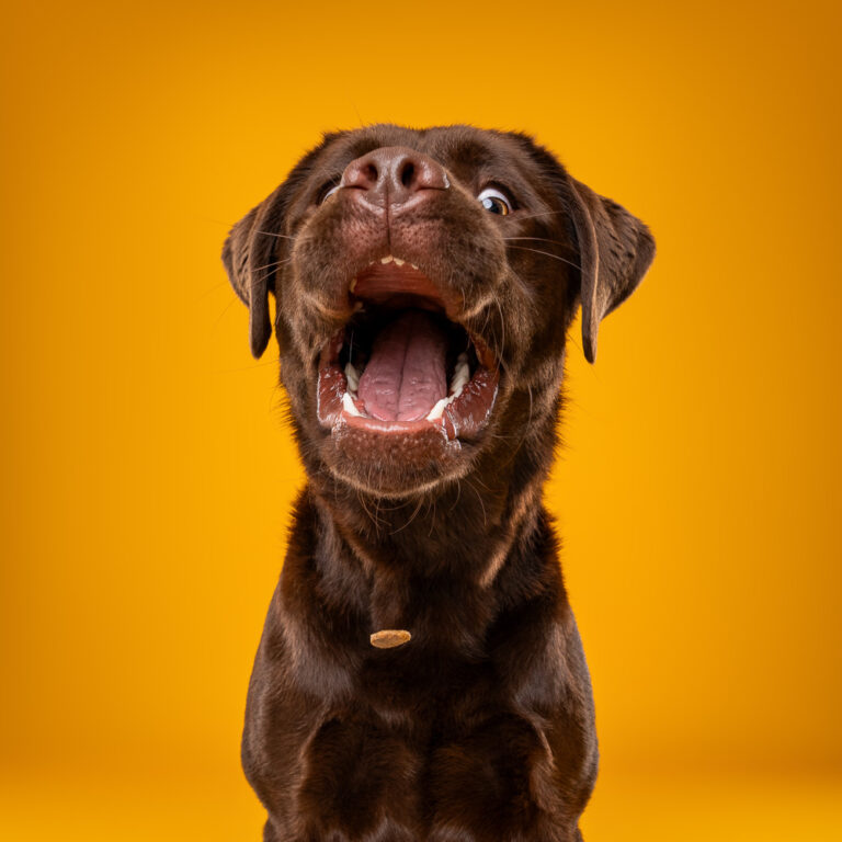 Labrador - Photo Chien Studio - Photographe : Cani Studio
