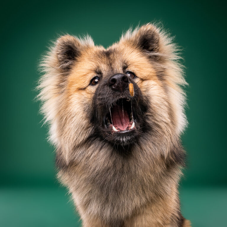 Eurasier - Photo Chien Studio - Photographe : Cani Studio