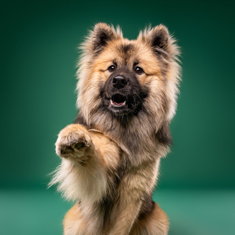 Eurasier - Photo Chien Studio - Photographe : Cani Studio