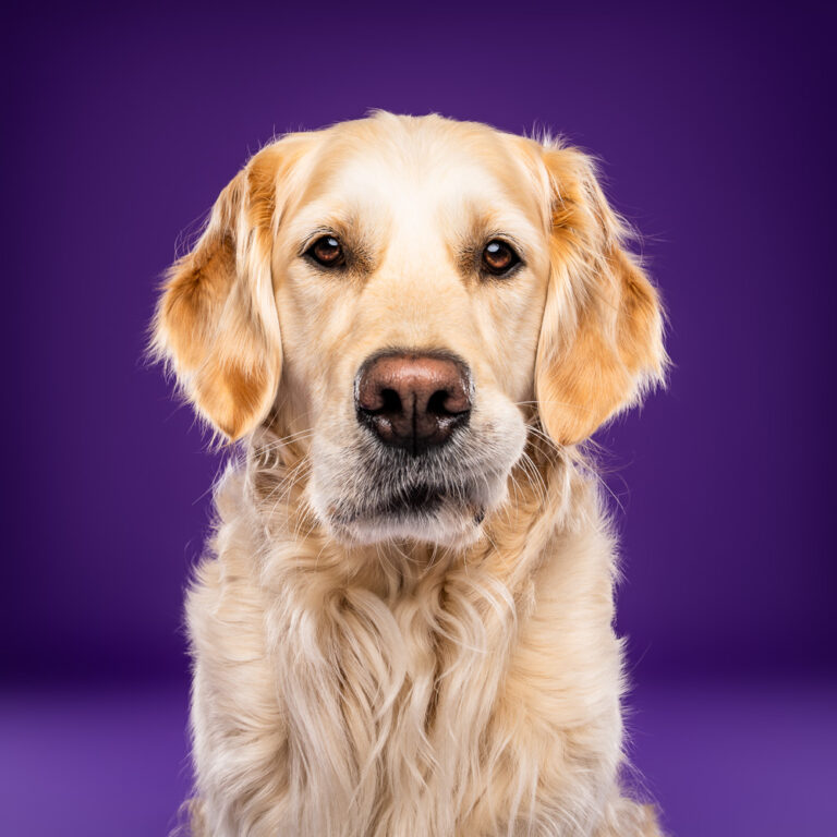Golden Retriever - Photo Chien Studio - Photographe : Cani Studio