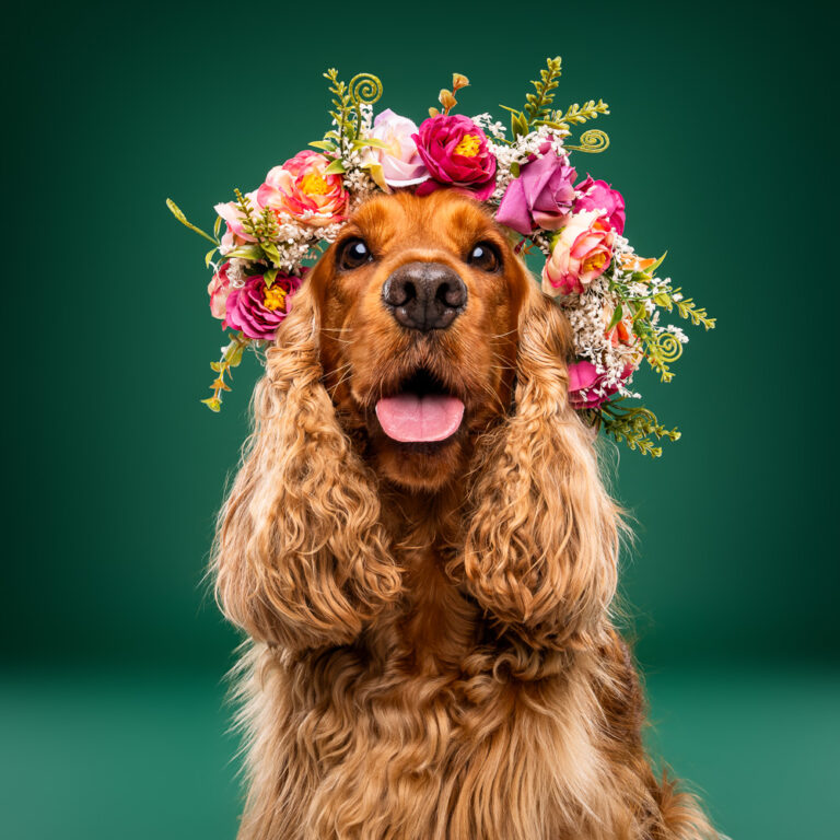 Cocker Spaniel - Photo Chien Studio - Photographe : Cani Studio