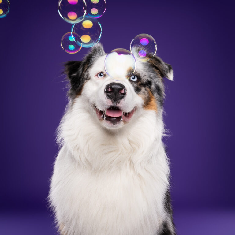 Berger Australien - Photo Chien Studio - Photographe : Cani Studio
