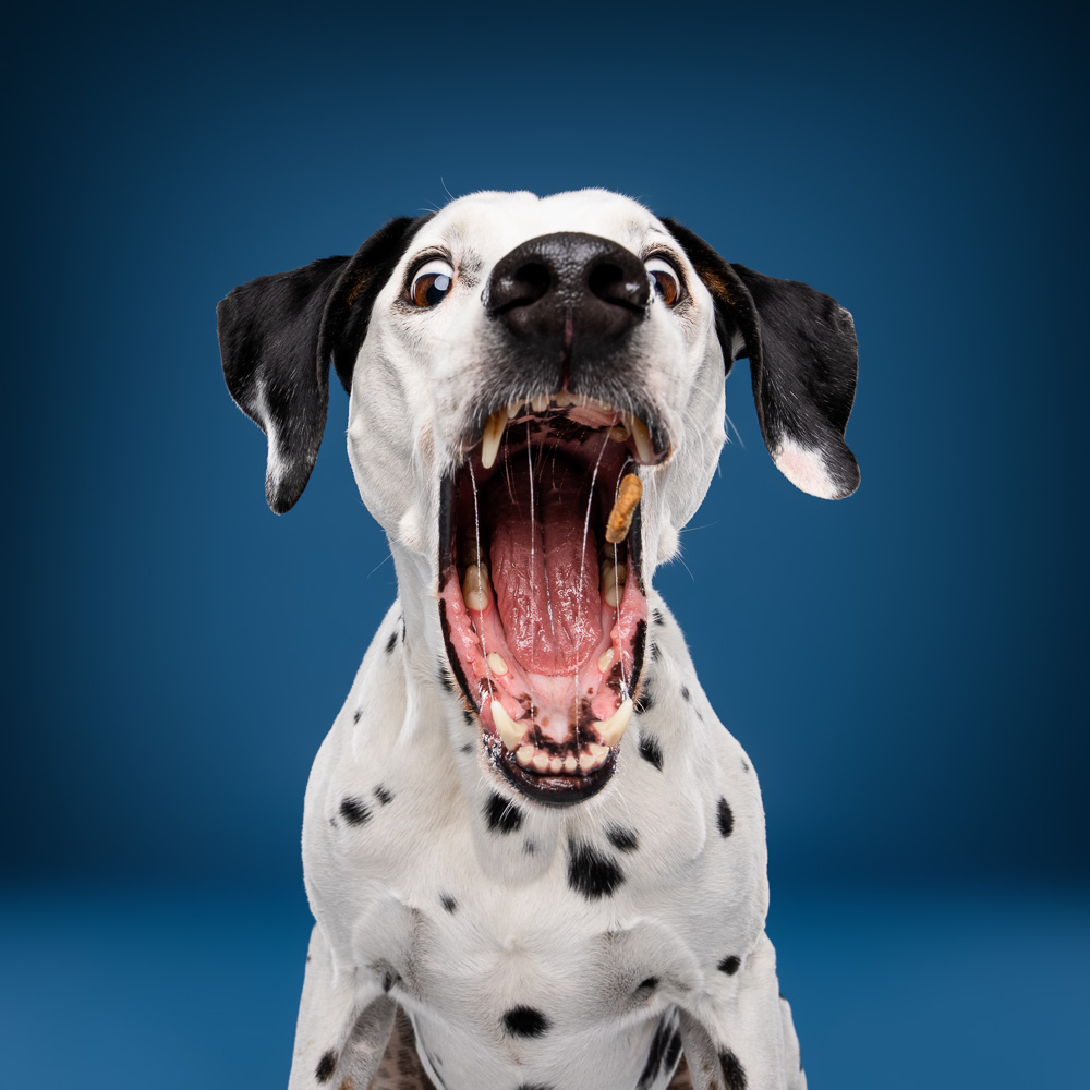 Dalmatien - Photo Chien Studio - Photographe : Cani Studio