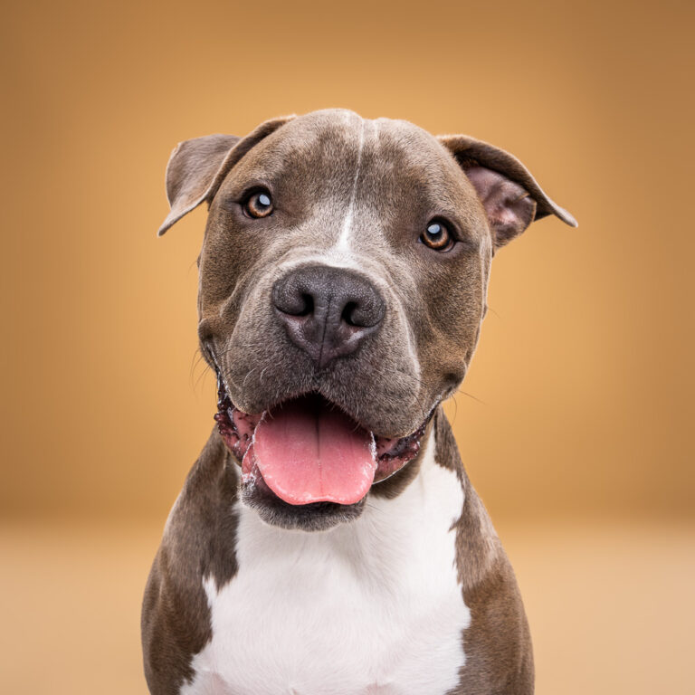 American staff - Photo Chien Studio - Photographe : Cani Studio