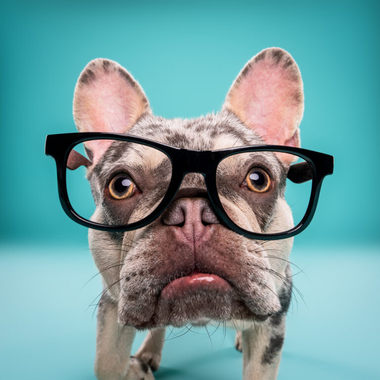 Bouledogue Français - Photo Chien Studio - Photographe : Cani Studio
