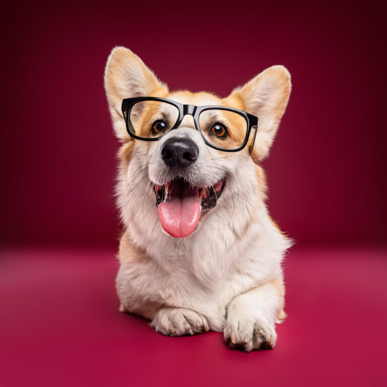 Corgi Pembroke- Photo Chien Studio - Photographe : Cani Studio