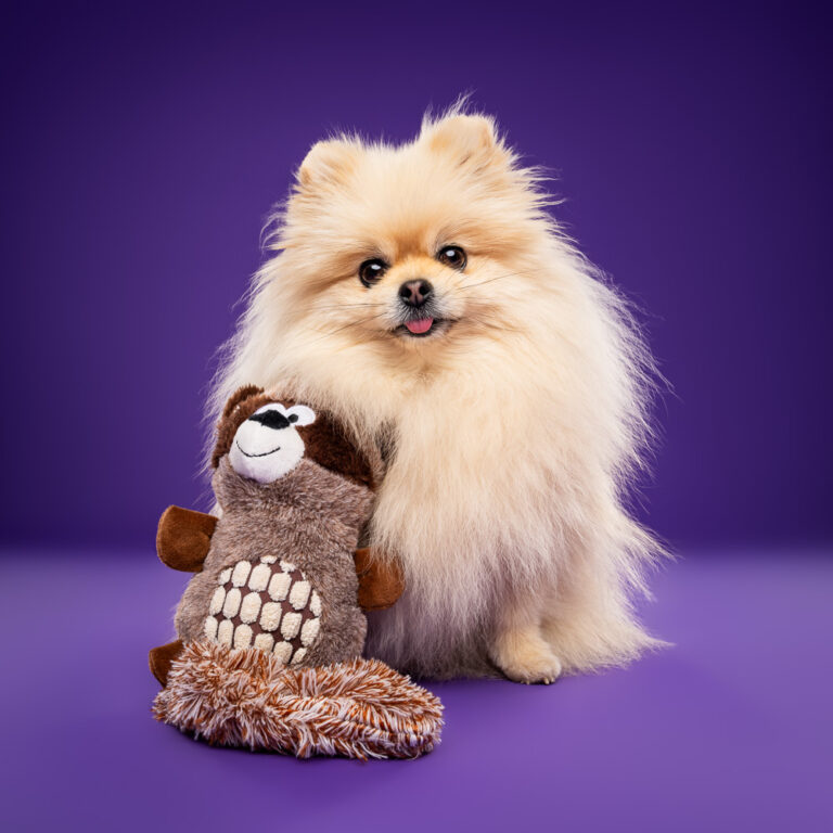 Spitz Nain - Photo Chien Studio - Photographe : Cani Studio