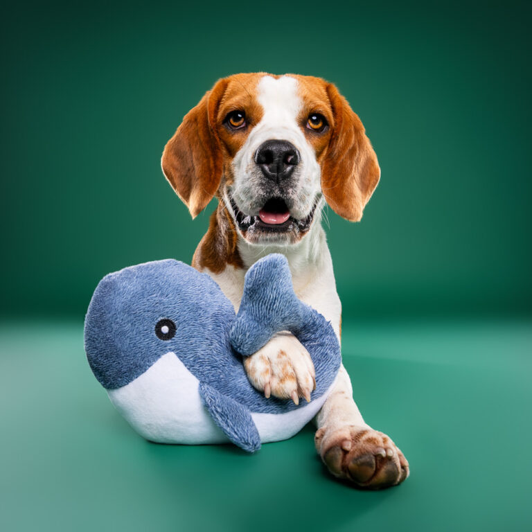 Beagle - Photo Chien Studio - Photographe : Cani Studio