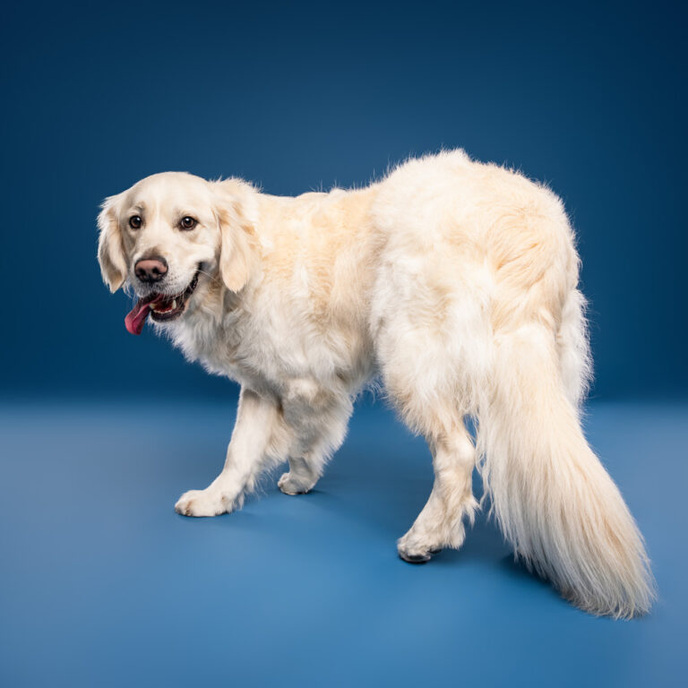Golden Retriever - Photo Chien Studio - Photographe : Cani Studio
