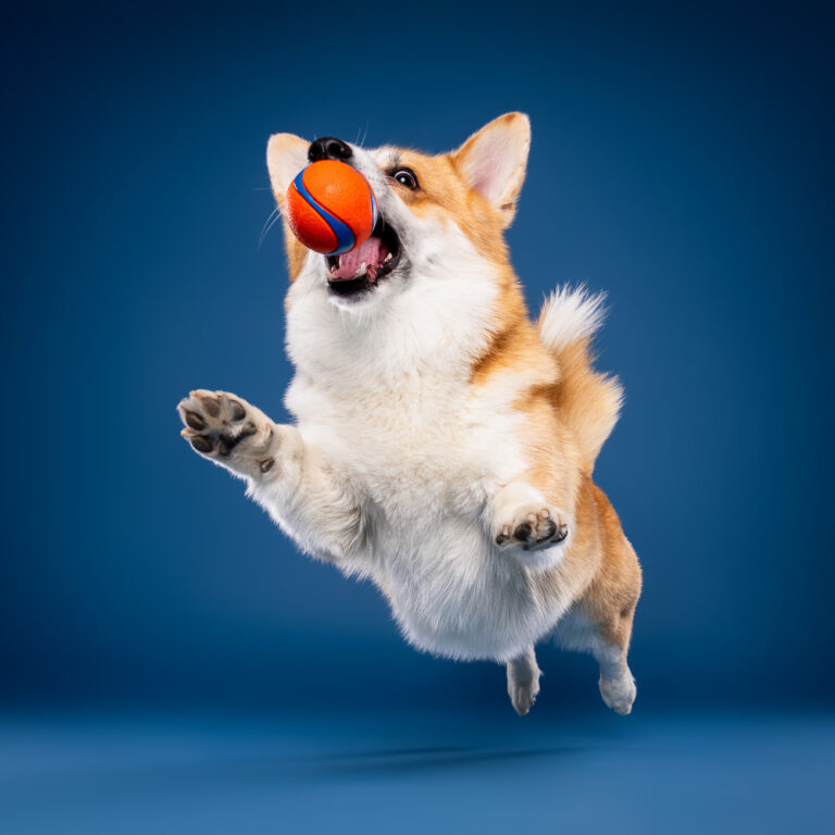 Corgi Pembroke - Photo Chien Studio - Photographe : Cani Studio