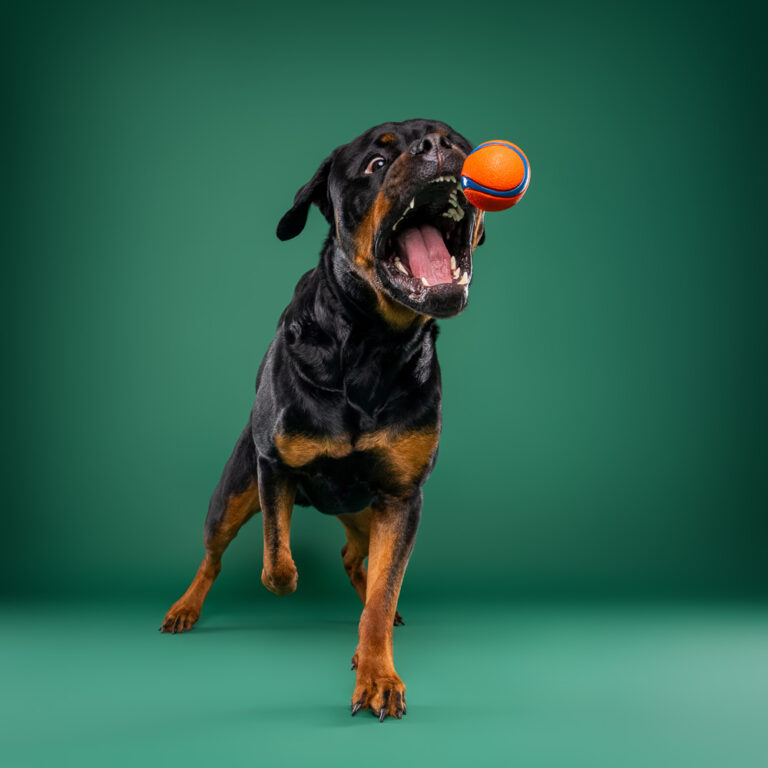 Rottweiler - Photo Chien Studio - Photographe : Cani Studio