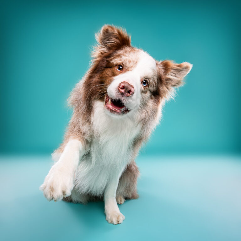 Border Collie - Photo Chien Studio - Photographe : Cani Studio