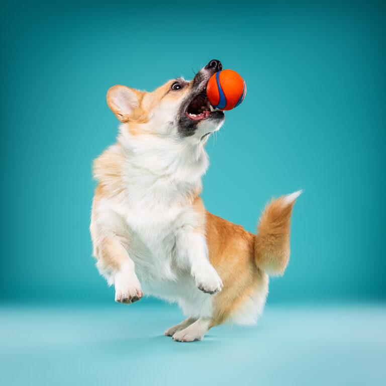 Corgi Pembroke - Photo Chien Studio - Photographe : Cani Studio